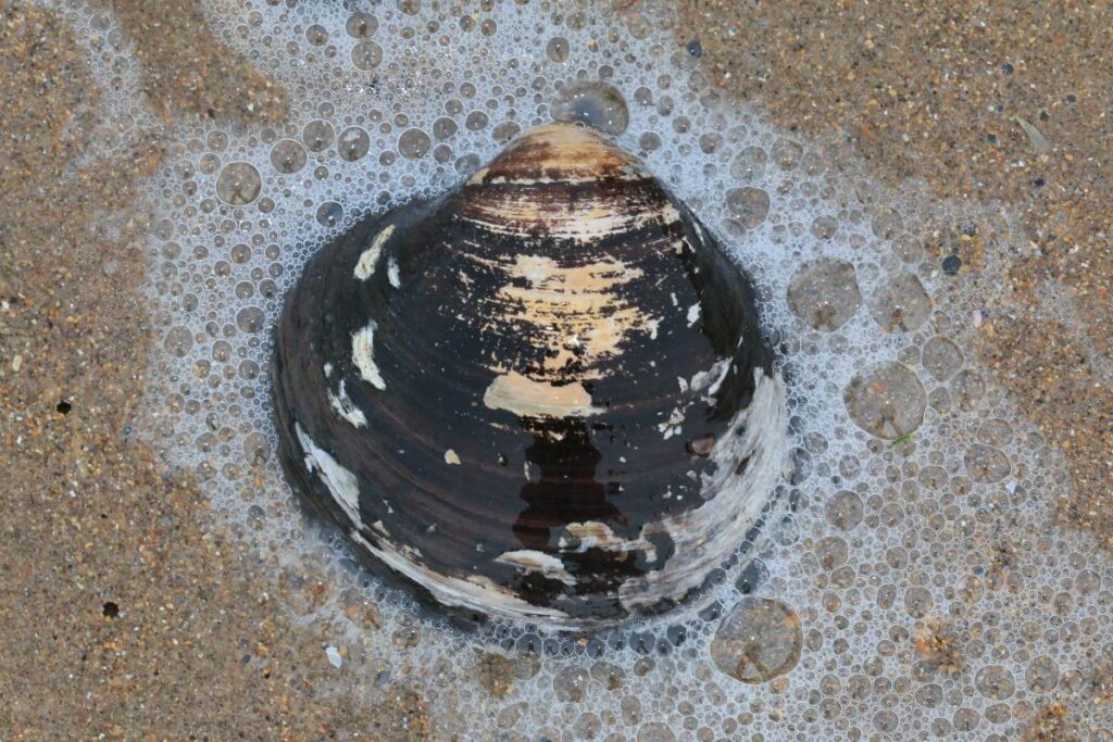 Ocean Quahog clam, oldest living animal on Earth