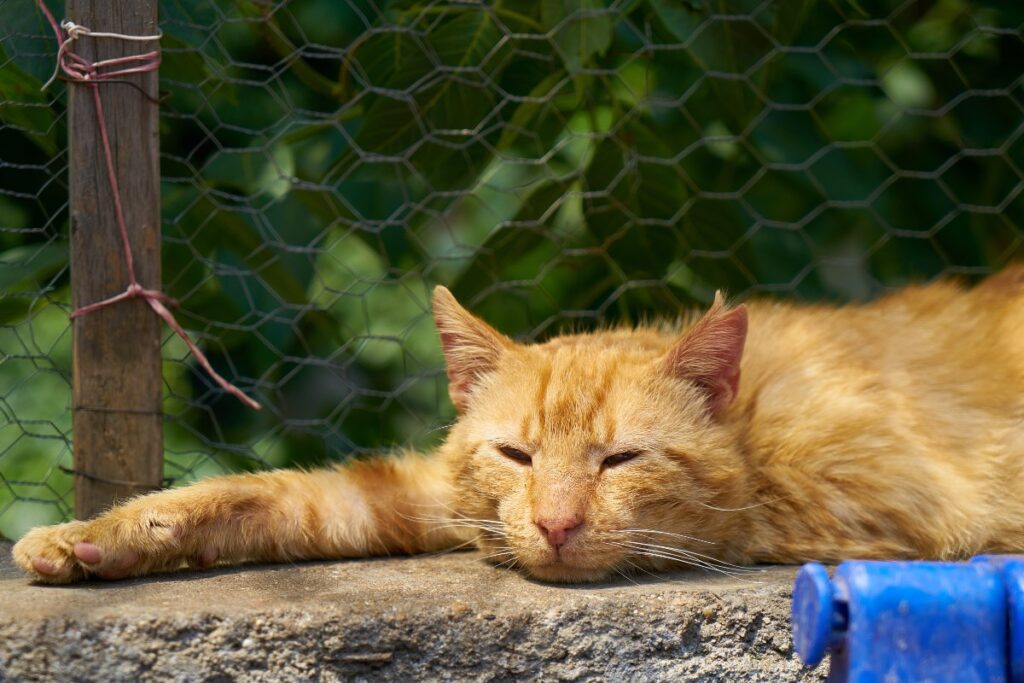 Orange cat relaxing, highlighting why cats love catnip