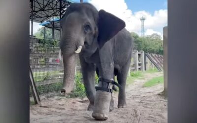 Elephant Miraculously Walks Again With Giant Prosthetic Foot