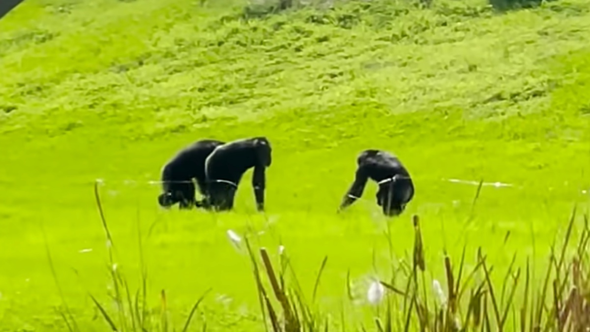 Chimpanzees walking on the grass at Save the Chimps in Florida
