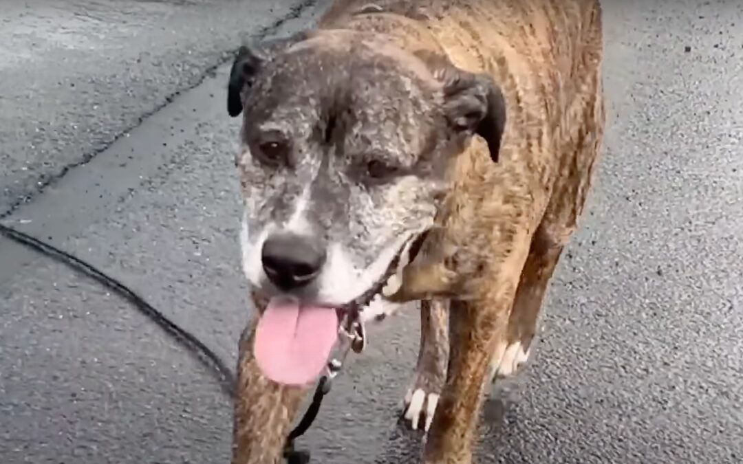 Mellow the dog with cancer goes on last walk in Dupont, Pennsylvania