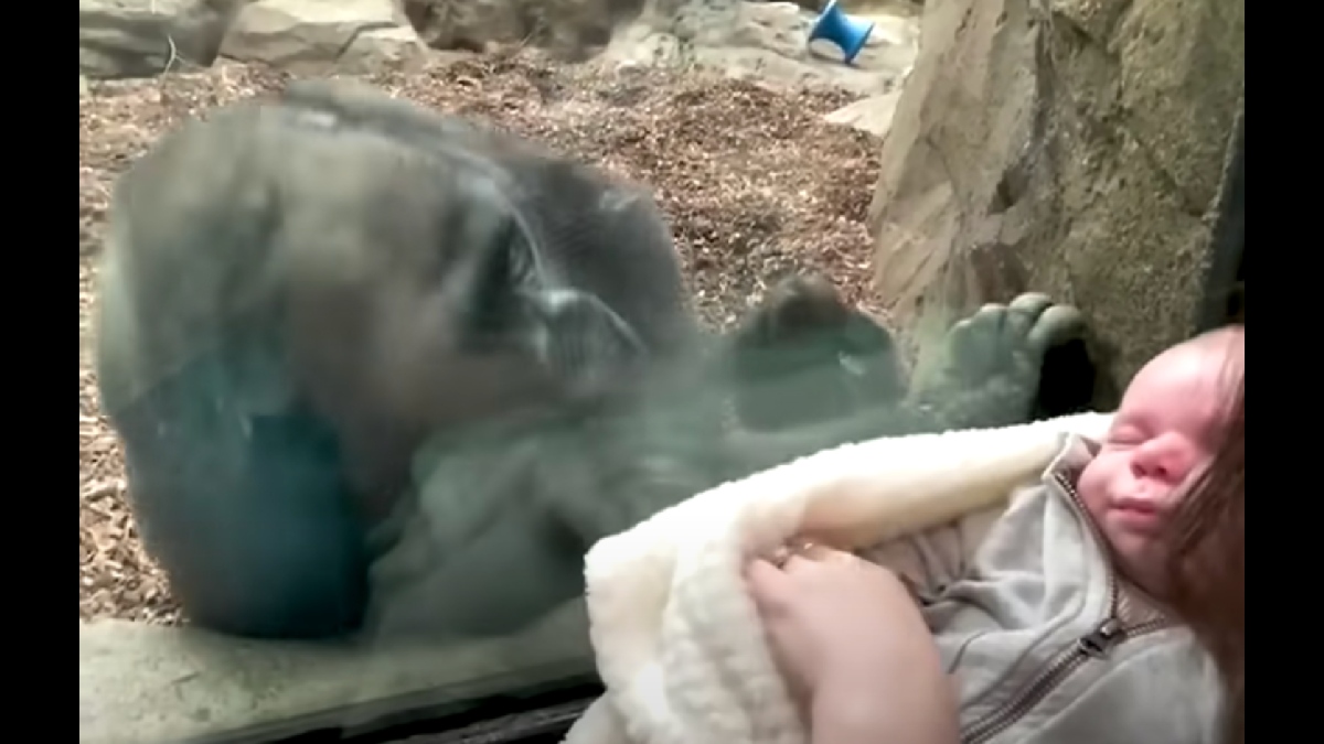 Mother gorilla called Kiki shows child to a human baby