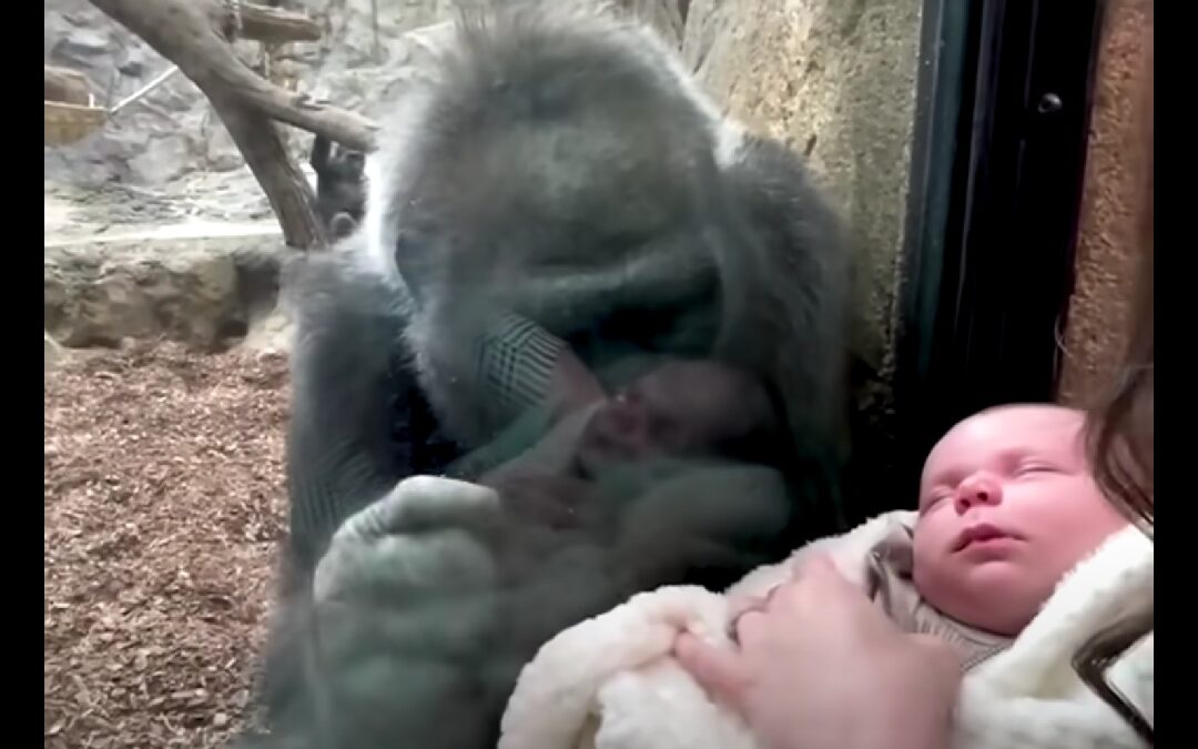 Mother gorilla named Kiki bonds with a human baby