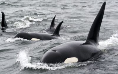 Orca Whales Are Attacking Boats for a Unique Reason, Theorize Researchers