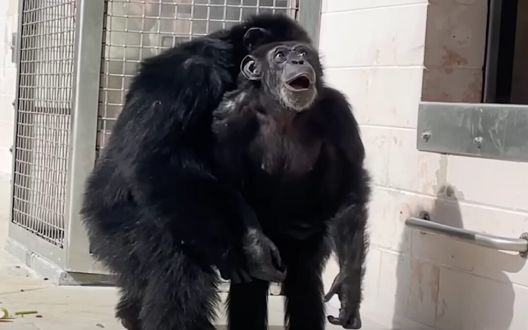 Vanilla the chimpanzee looking at the sky for first time at Save the Chimps in Florida