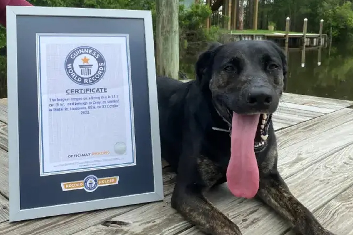 Zoey, Labrador-German Shepherd, posing with Guinness world record for the longest tongue for a dog