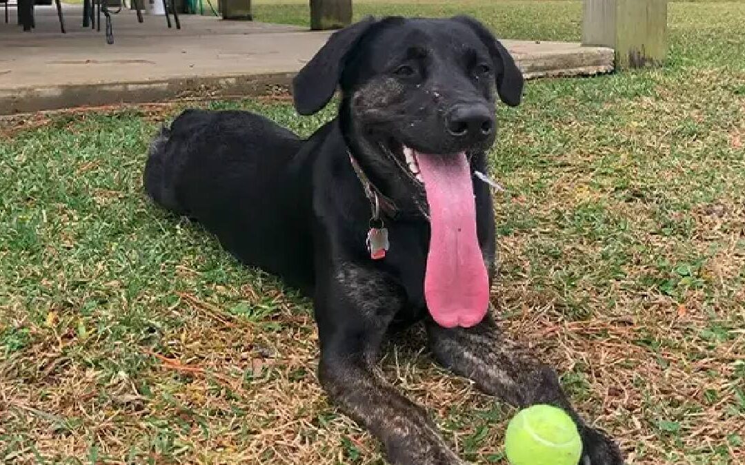 Zoey, Labrador-German Shepherd, which broke Guinness world record for the longest tongue for a dog