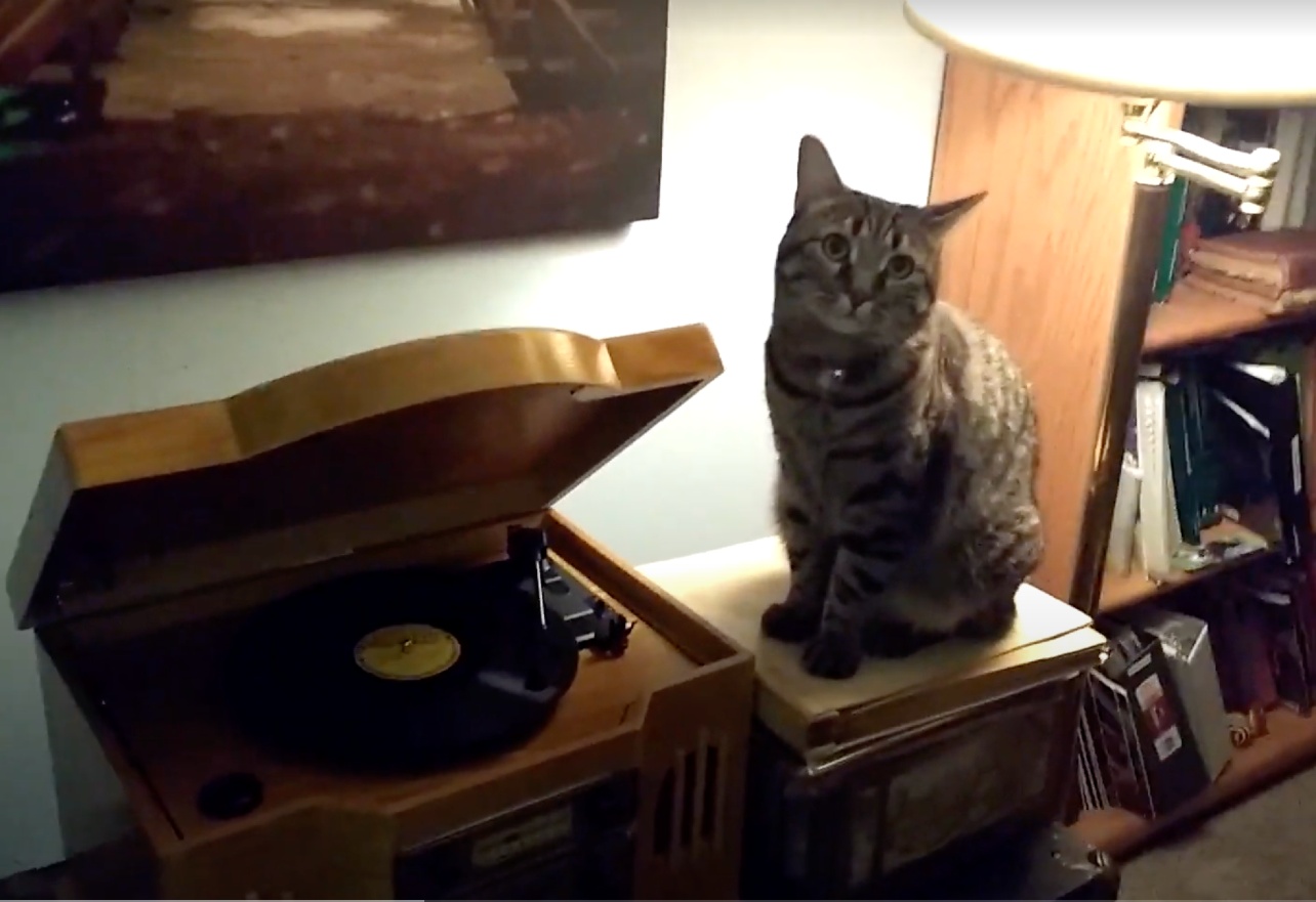 Cat listening to music on record player for Weird Animal News