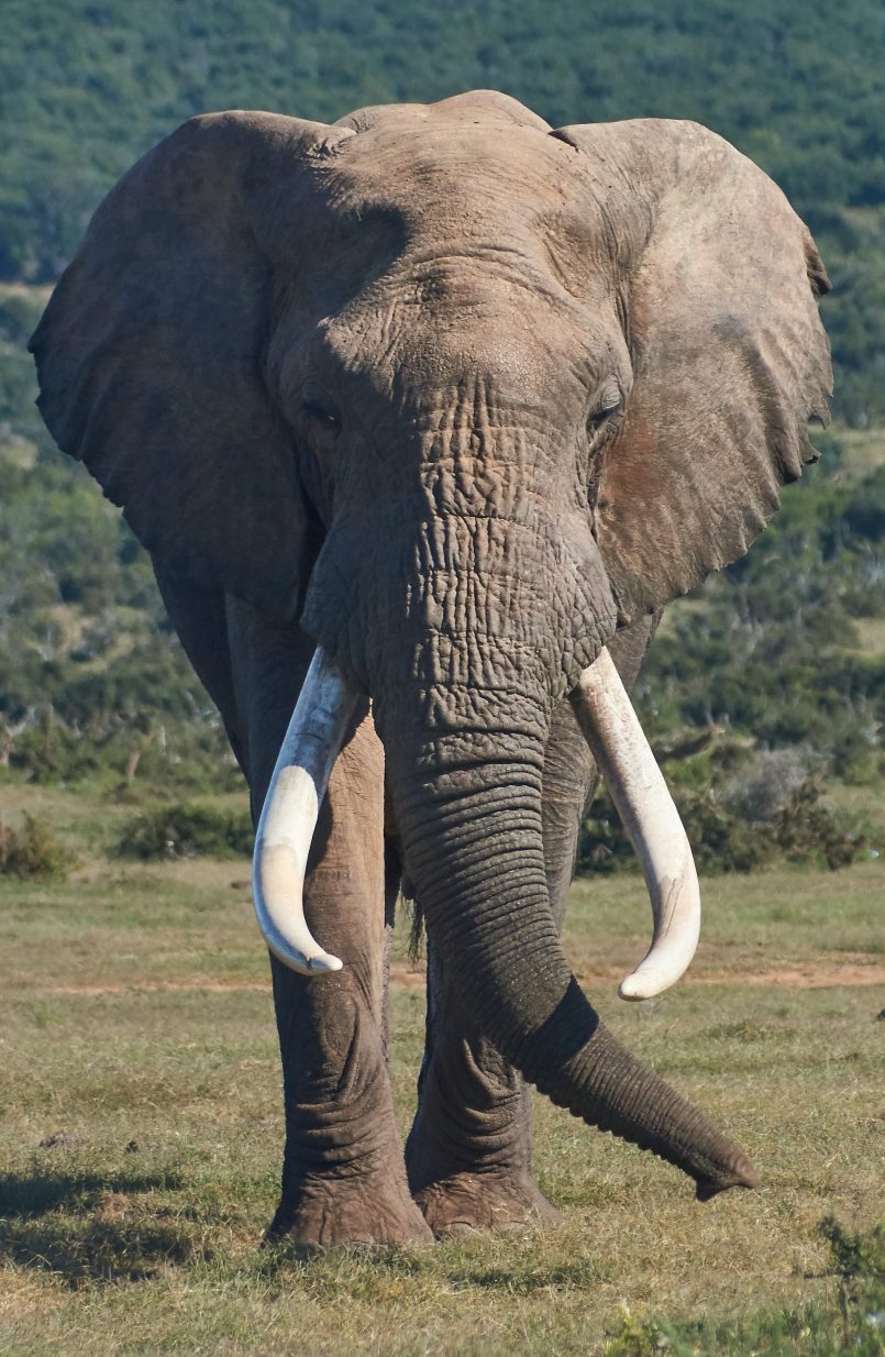 Front view of elephant