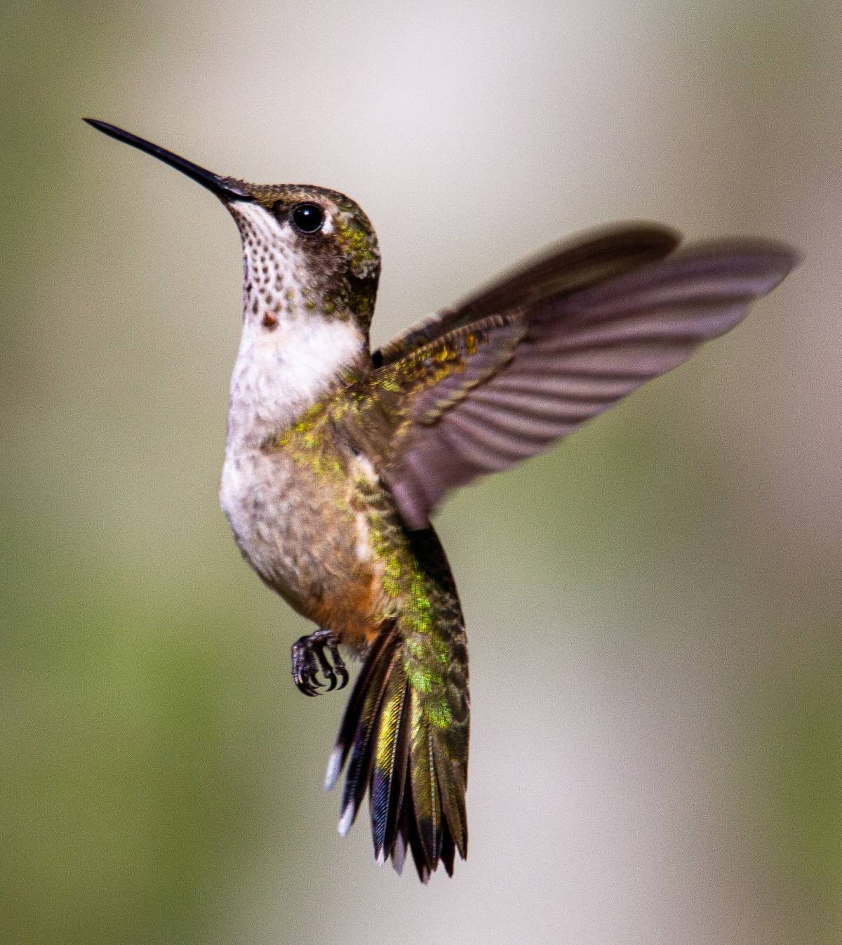 Hummingbird flying