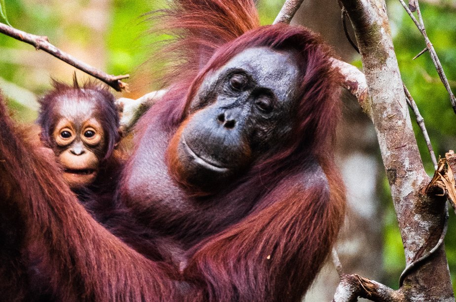 Orangutan mother holding a baby in a forest in Indonesia