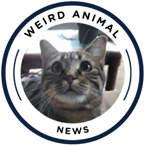 Weird Animal News