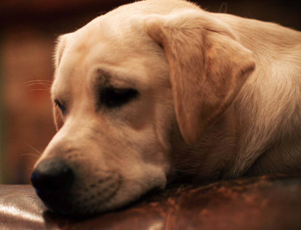 Yellow Labrador retriever dog laying on a sofa
