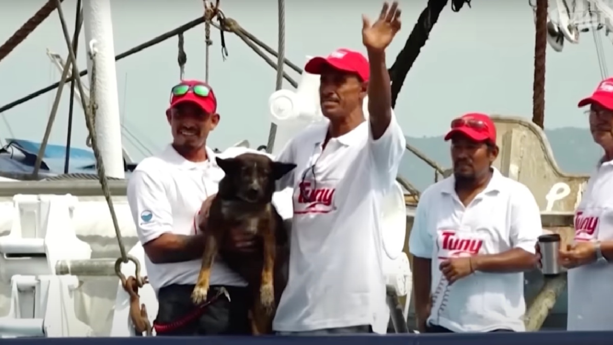 Bella the dog on rescue boat