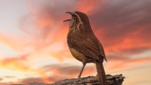 Carolina wren singing with sunset, highlighting that studies show bird songs improve mental health