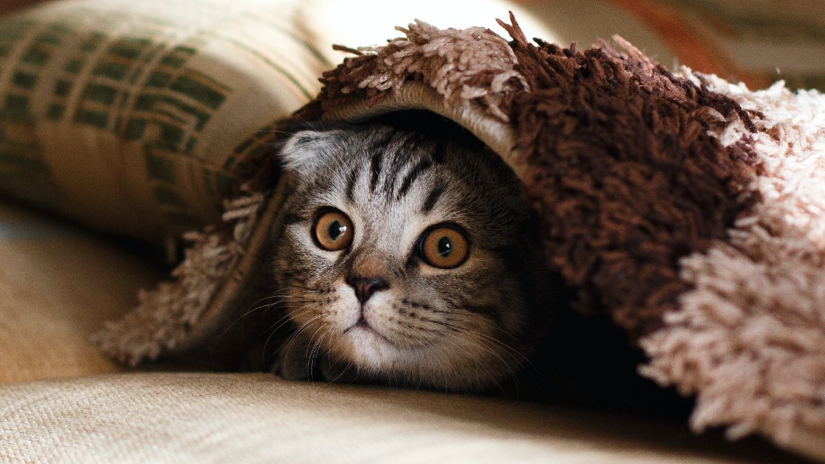 Cat hiding under a rug, highlighting Cat Pain Detector app that uses AI system