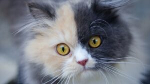Cat with a worried look on face, highlighting Cat Pain Detector app with AI