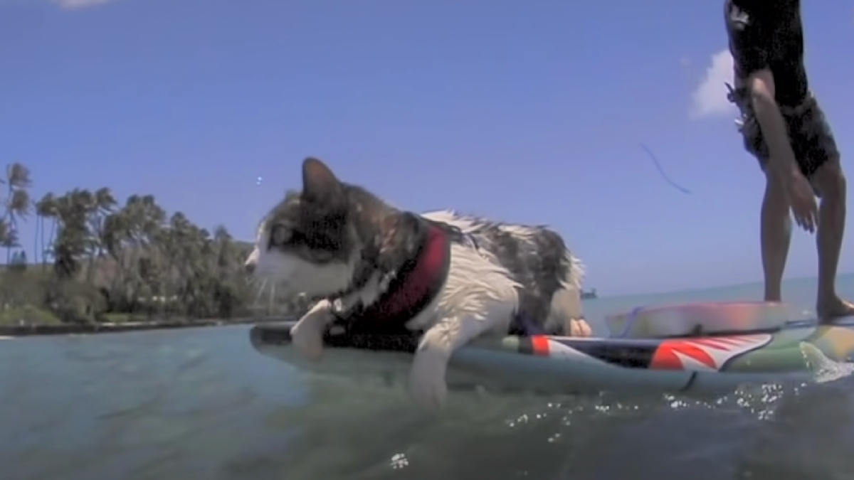 Hōkūleʻa the cat on a surfboard in Hawaii