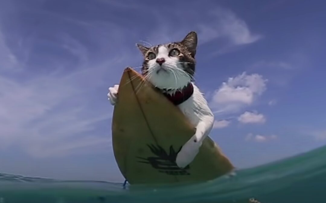 Hōkūleʻa, the surfing cat, riding a wave in Hawaii