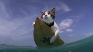 Hōkūleʻa, the surfing cat, riding a wave in Hawaii