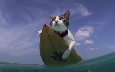 Surfing Cat Loves Riding the Waves in Hawaii — Hang 18!