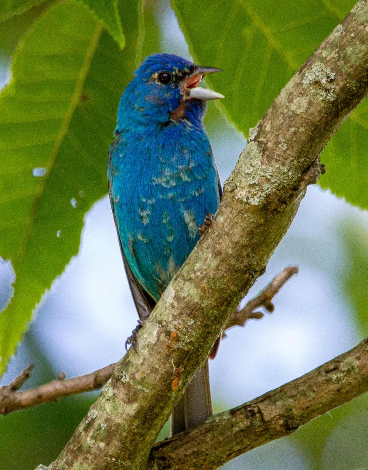 Indigo bunting singing in a tree, highlighting that studies show bird songs improve reduce depression and anxiety