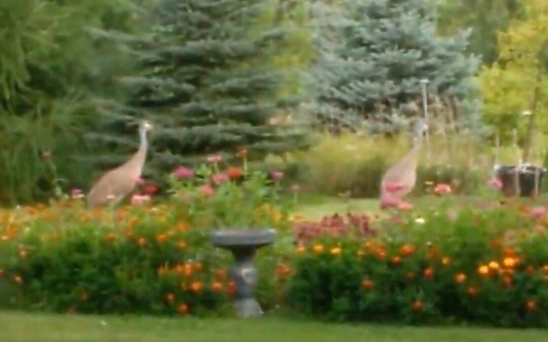 Sandhill cranes calling in a garden in Wisconsin