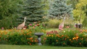 Sandhill cranes calling in a garden in Wisconsin