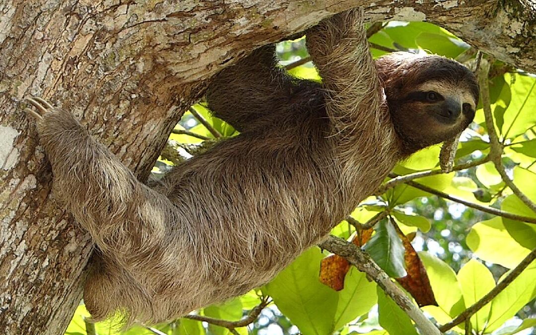 Sloth crawling on a tree, showing why they are so slow .jpeg