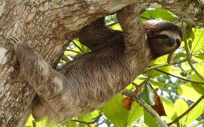Why Are Sloths so Slow?  — No, They’re Not Lazy