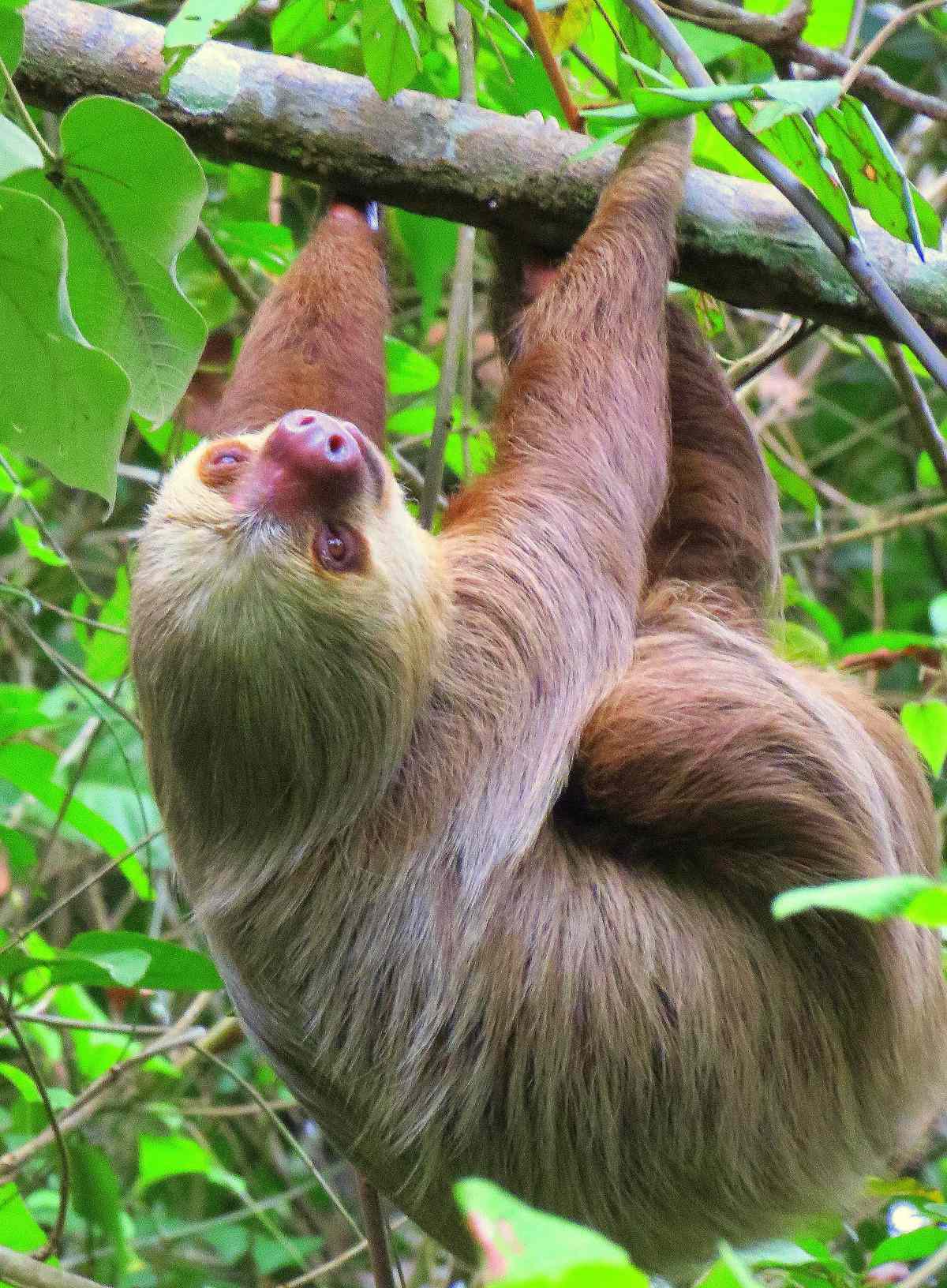 Sloth hanging from a tree, showing why they move so slowly