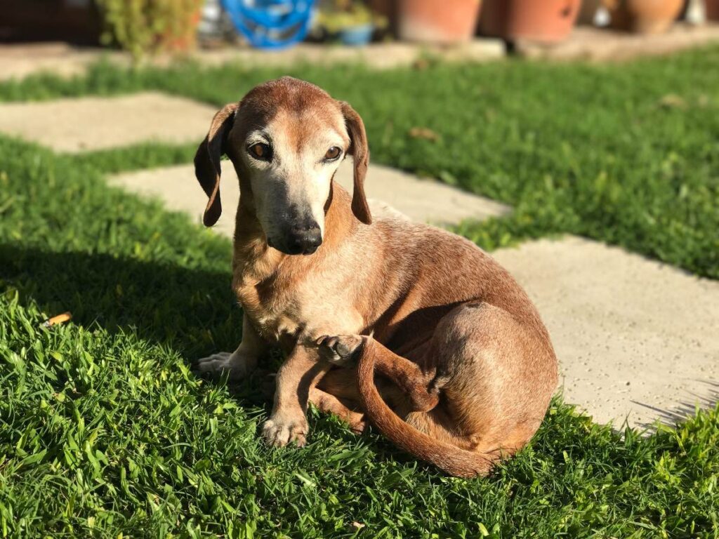 Daschund Argentina sitting on ground, showing why dogs wag their tails