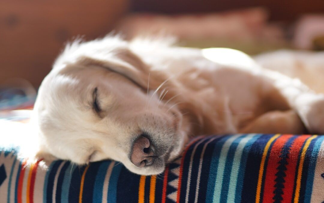 Dog sleeping on bed, highlighting what do dogs dream about