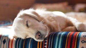 Dog sleeping on bed, highlighting what do dogs dream about