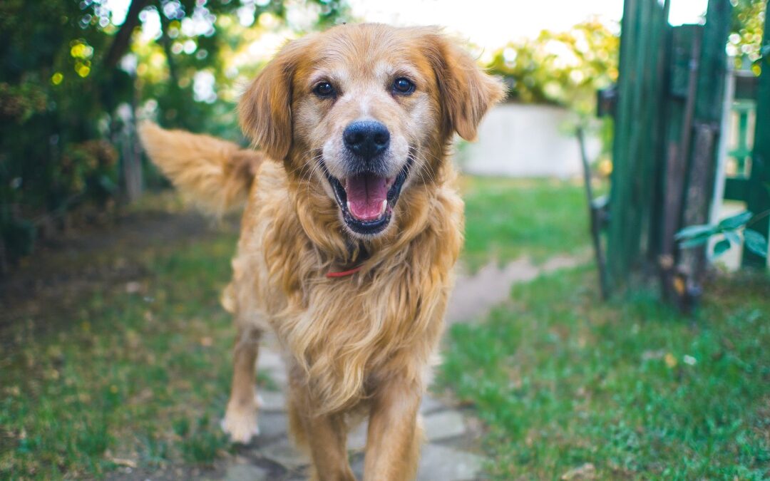 Friendly brown dog, showy why dogs wag their tails