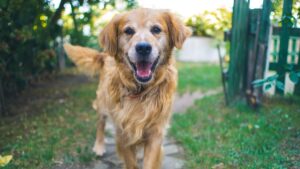 Friendly brown dog, showy why dogs wag their tails