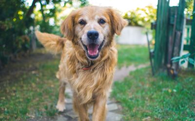 Why Do Dogs Wag Their Tails? Decoding the Tail Talk