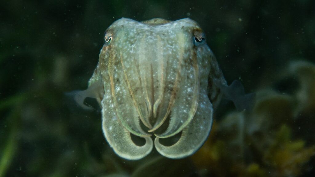 Front view of cuttlefish, highlighting animals that can regrow missing body parts