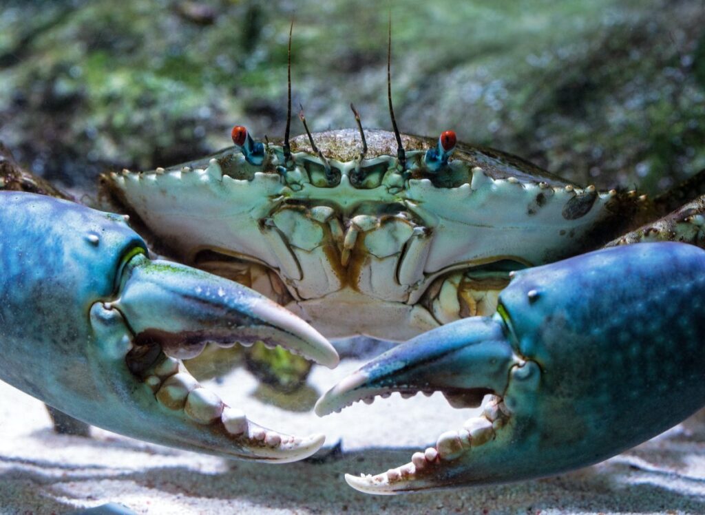 Front view of mud crab, which can regenerate lost claw 