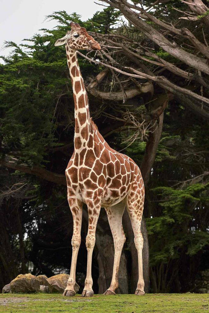 Giraffe standing by forest, showing why giraffes have long necks