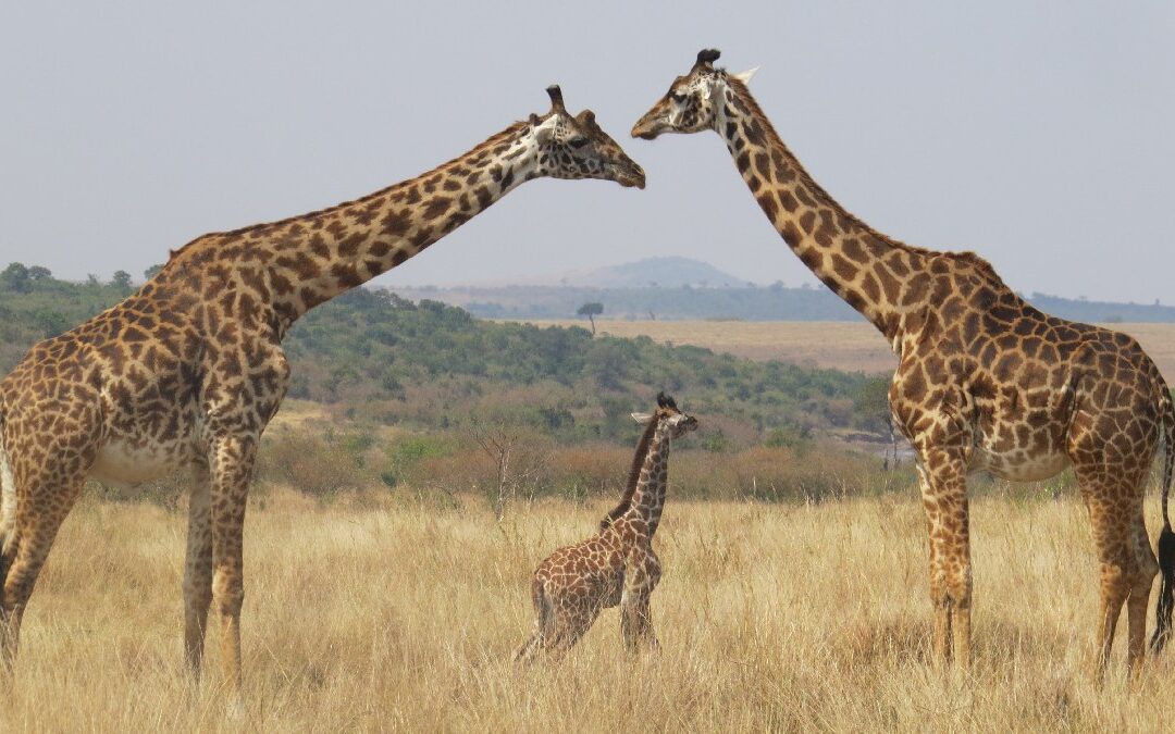 Giraffes standing in grass, showing why they have long necks