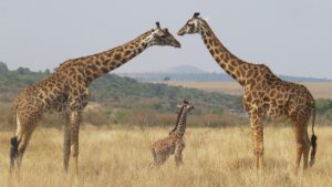 Giraffes standing in grass, showing why they have long necks