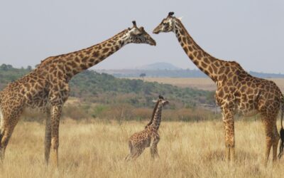 Why Do Giraffes Have Long Necks? Nature’s Original Stretch Armstrong!