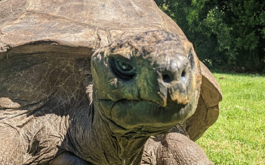 Jonathan the Tortoise, one of the oldest living animals on Earth