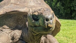 Jonathan the Tortoise, one of the oldest living animals on Earth