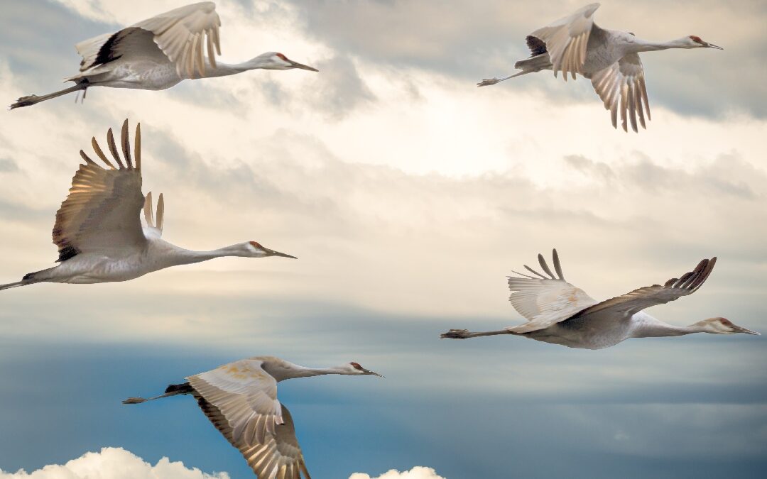 Sandhill cranes flying, showing how birds navigate when they migrate