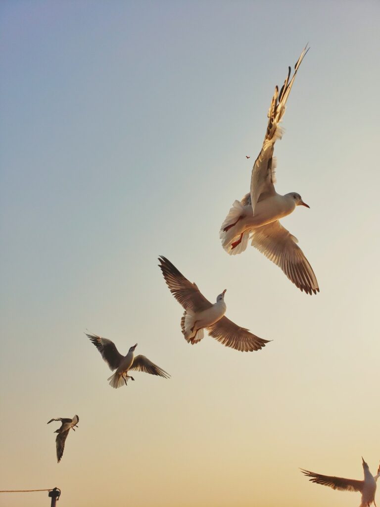 Seagulls flying, show how birds navigate then they migrate