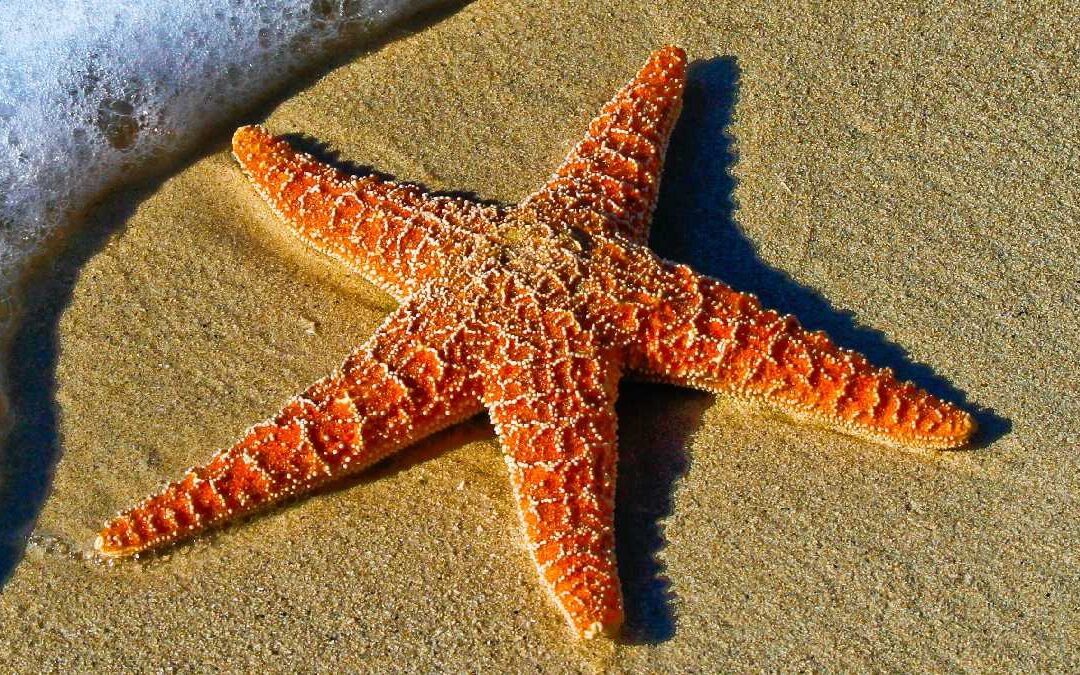 Starfish in sand, highlighting animals that can regrow lost body parts