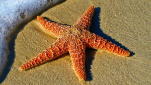 Starfish in sand, highlighting animals that can regrow lost body parts