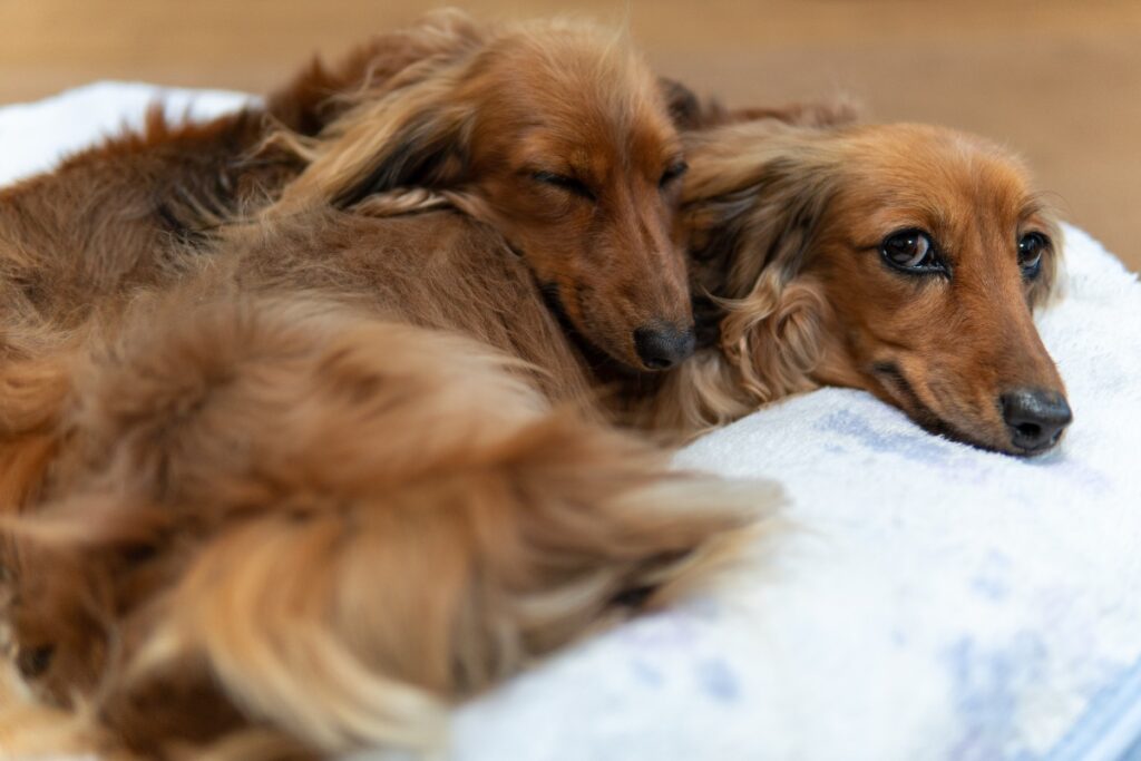 Two dogs sleeping, highlighting what do dogs dream about